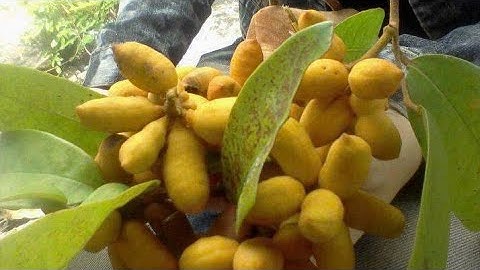 (( đã gl))sh335  gL ae 1 cây vú bò bạch chỉ sống khỏe 550k lh 082 6549 129 