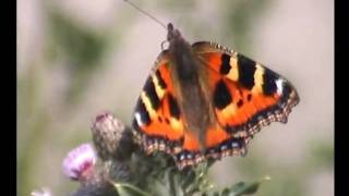 20030614 Distels, Vlinders