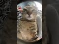 Mentahan meme Beground kucing