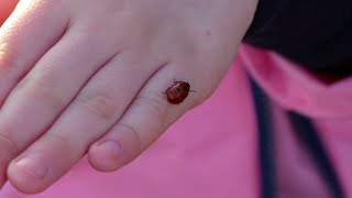 Ladybug lookalikes invading homes this fall