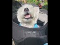 噛む犬　#dog #westhighlandwhiteterriers