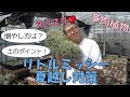 リトルミッシー夏越し対策 多肉生産者「pukupuku taniku」
