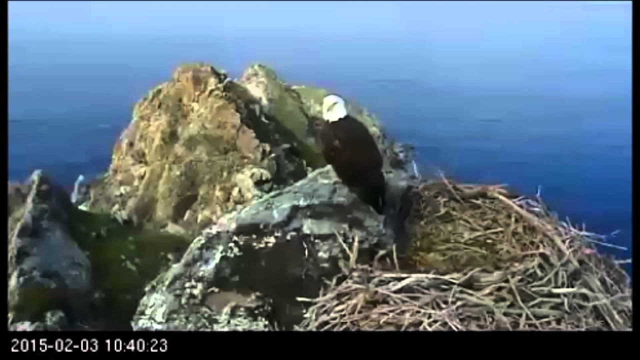 WE - K-01 Dive-Bombed by Hawk or Kestrel? 