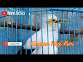Burung Jalak Putih Jantan Gacor Full Isian Tembakan - Kicauan Jalak Putih Pagi Hari
