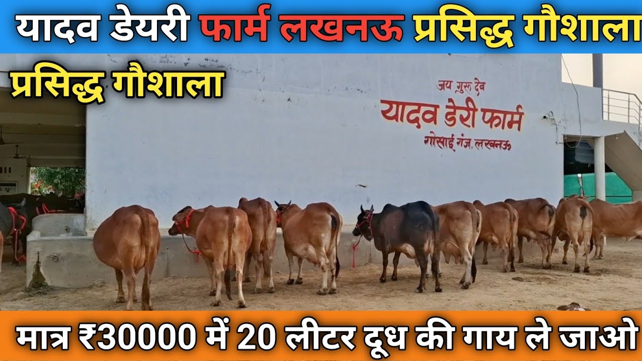 18 August 2025💯 यादव डेयरी फार्म लखनऊ प्रसिद्ध गौशाला मात्र ₹30000 में 20 लीटर दूध की गाये 