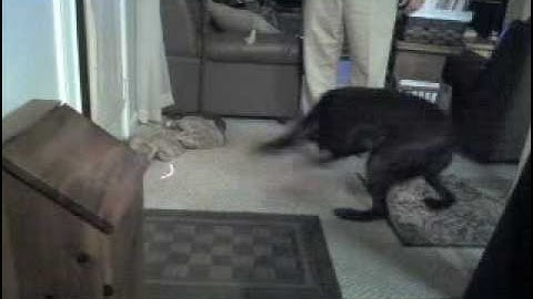 Dizzy Red Dot Hunting