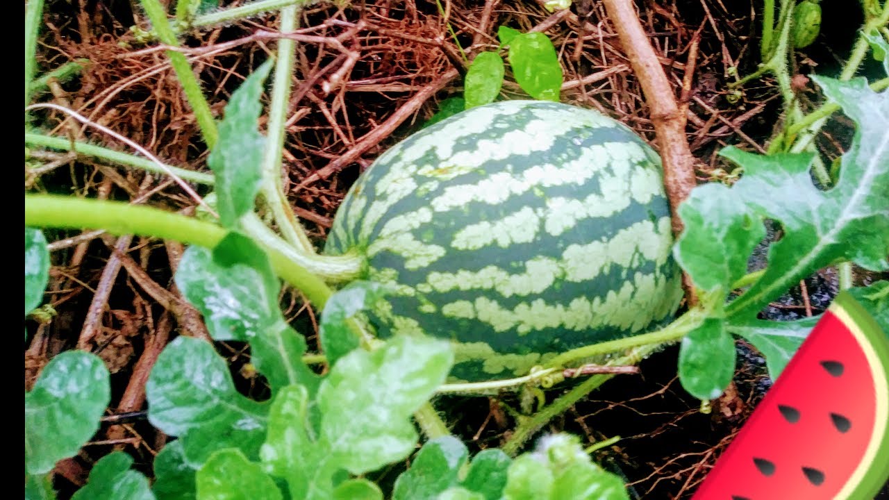 ORGANIC WATERMELON l BASIC WAY OF PLANTING METHOD! - YouTube