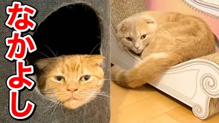 短足猫と甘えん坊の仲間たちの様子がこちら