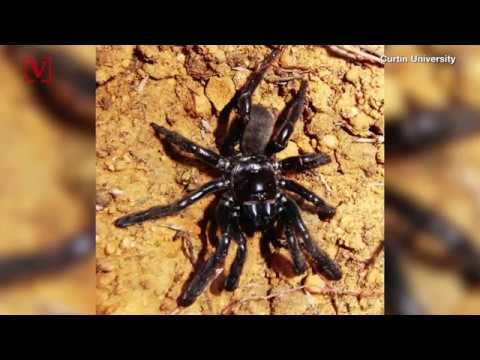 video phone beyonce mp3 World's oldest spider dies aged 43 in Western Australia
