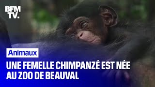 Une femelle chimpanzé est née au zoo de Beauval mercredi dernier