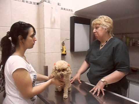 Veterinaria 24 horas - Villa del Parque.. Consulta medica