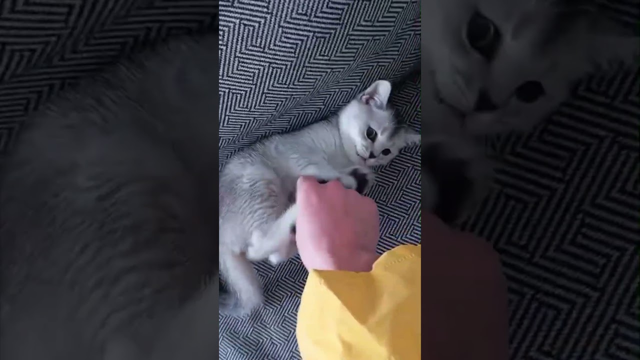 Дерзкая кошечка! 