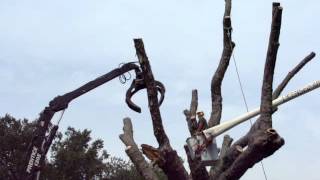 Madison Ct. Silver Maple Tree Removal