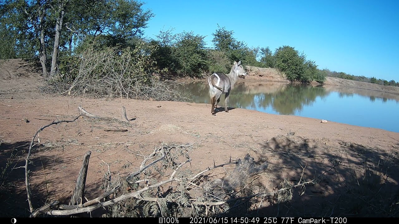 Campark T200 4K 30MP Solar panel Trail Camera - Sample Video - Gazella