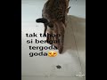 Kucing bengal mengawan bersama kucing kampung