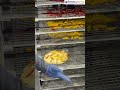 Dryer Machine | Fully Automatic Machine | #trending #yt #youtubeshorts #mustwatch #trendingnow