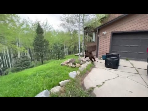 Colorado Wildlife Officer frees bear trapped in truck