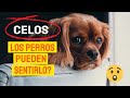 🐶¿Los PERROS sienten CELOS? Descúbrelo