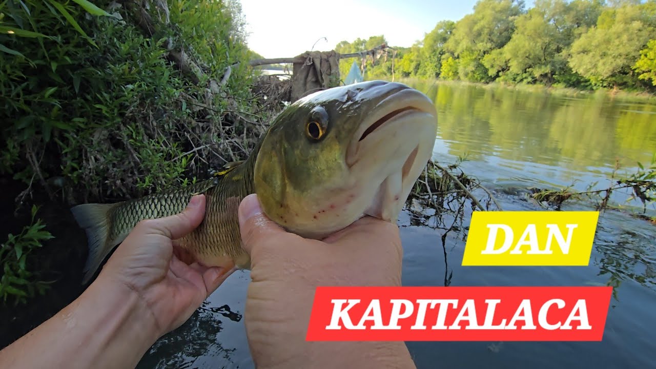 Udaraju MACOLE! UL pecanje KLENA.