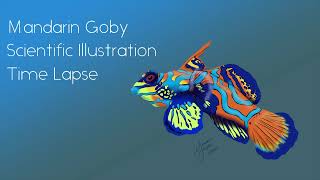 Mandarin Goby Time Lapse | Wonder - Wild Art 2021