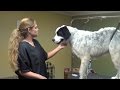 Shave a Large Breed Dog (Trailer)