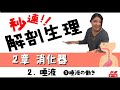 【秒速ナース】2章 消化器 -2唾液【解剖生理-授業動画】