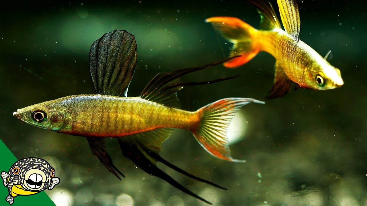 tropical fish minecraft use What Kind of Fish are These?