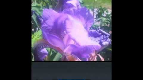 Recording Video with a BlackBerry
