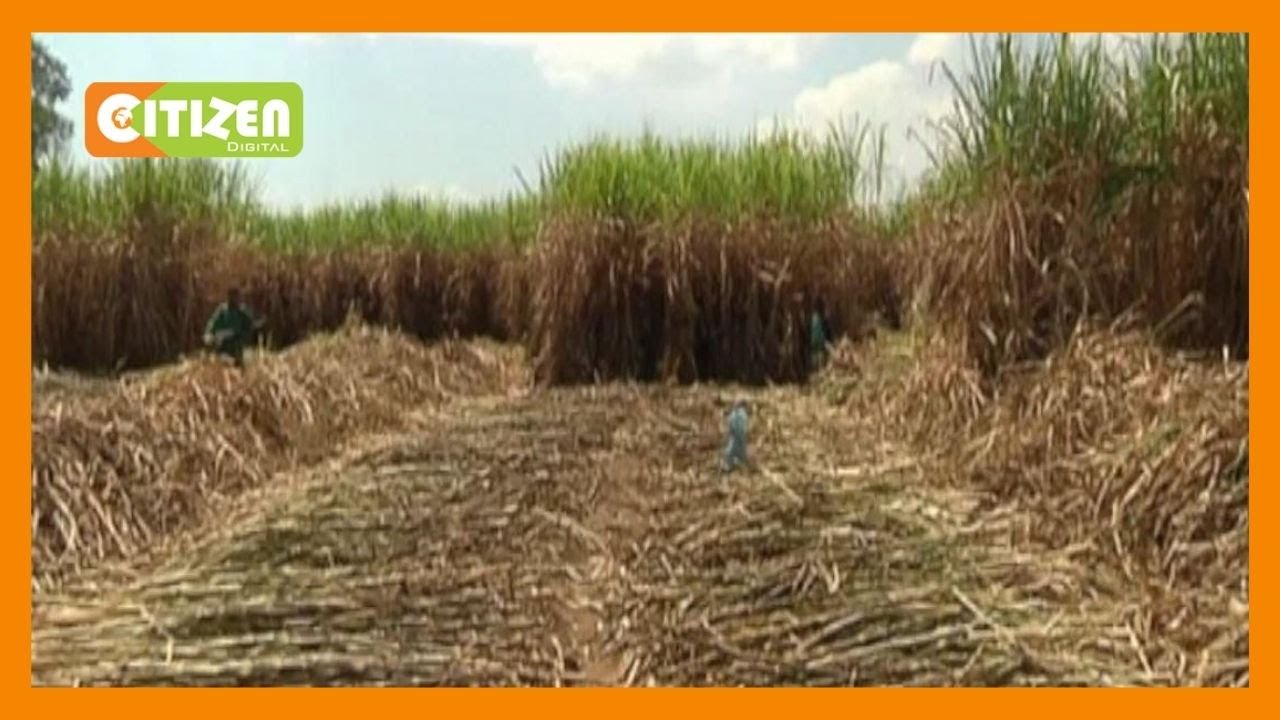 Sony sugar belt farmers want cane price reviewed