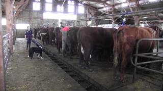 Visite à l'élevage de vaches Salers Freyssac (3)