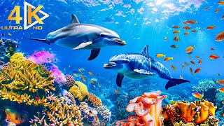 1Hour 4K Underwater Wonders + relaxing piano music - Best 4K Sea Animals for relaxation