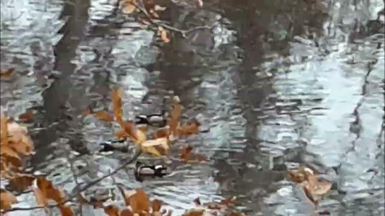 Wood duck vocalizations/calls bird watching nature sounds YouTube
