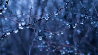 Forest Rain Sound | Rain in Forest Sound Effect | Rain Forest Sound
Forest Rain Sound
Image by Stock Snap from pixabay
#rain #rainforest #rainsoundeffect #rainsound #rainsounds #rainfall Forest Rain Sound | Rain in Forest Sound Effect | Rain Forest Sound