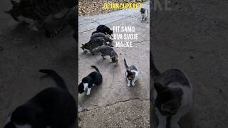 STREET CATS-Mačke počele da jedu a Pit uporno stražari oko njih..!!!                 Dejan Čupa Art