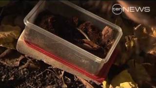 Lizards Help Unlock Cancer Mysteries