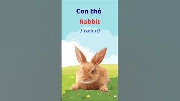 Con Thỏ - Học từ vựng tiếng Anh #thaytuvuitinh