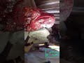 الف مبروووووك لي اخووونا احمد الصديق لعقد قرانه مع الاستاذه فهيمه عبدالله