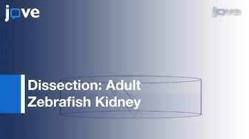 Dissection: Adult Zebrafish Kidney l Protocol Preview