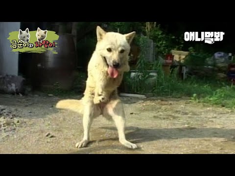 캥거루처럼 걷는 강아지 사랑이가 웃을 수 있는 이유ㅣThe World&amp;#39;s <strong>Happiest</strong>, Walking-Like-A-Kangaroo Dog