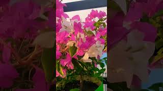 #music #punjabisong #flowers #beautyful #rose #dahlia #love #nature