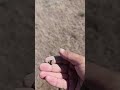 #metaldetecting #находкисметаллоискателем #коллекционированиемонет #копвпосадке #комрад #клад