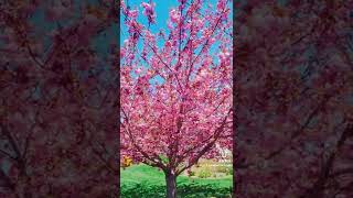 Islamic Center Of Long Island Westbury, New York 4292022 Pink Flowers