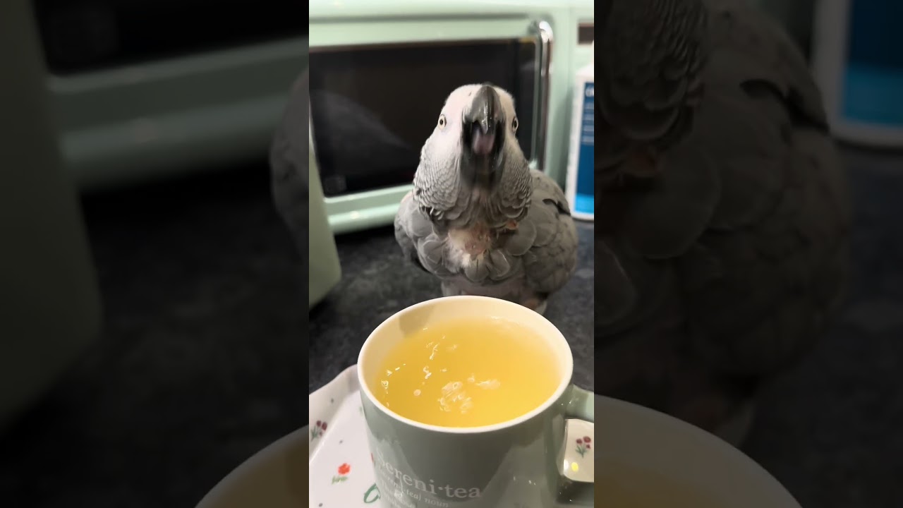 Jack the African grey parrot gets a new cup - sereniTEA 🫖