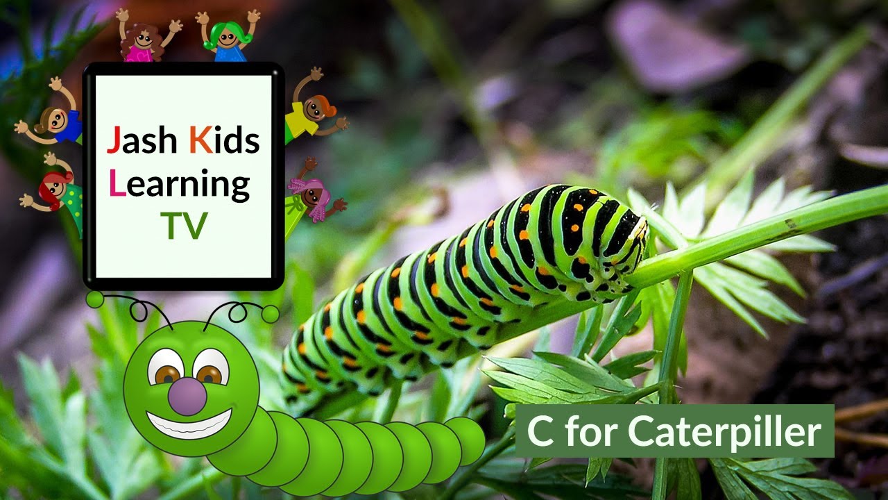 letter-c-for-caterpillar-a-to-z-animals-for-kids-to-learn-educational