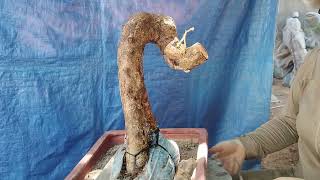 (( đã bán))M171 phôi chồi mồi lá tròn 150k lh 0784005295 khiêm