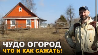 Соседи по грядкам.