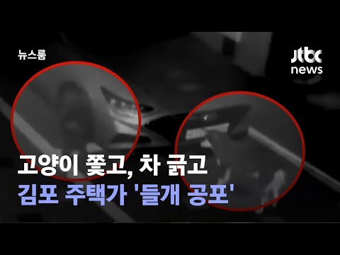 고양이 쫓고, 차 긁고…김포 주택가 &amp;#39;<strong>들개</strong> 공포&amp;#39; / JTBC 뉴스룸