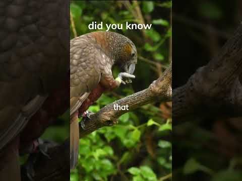 Super smart kea parrots! Did you know👍🏽👇🏽
