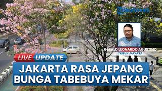 Tabebuia Flowers Bloom, Transforming Jakarta International Stadium Area into a Japanese-Style Street