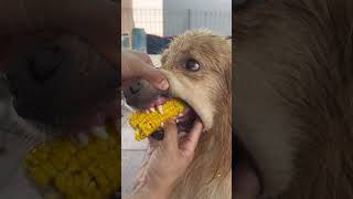 Golden Retriever Refuses to Let Go of Corn on the Cob